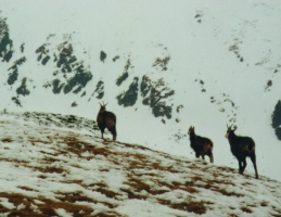 Casta z Kum�tov�ho sedla na �tef�nikovu chatu